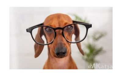 Jak zorganizować niezapomniany Dzień Psa w przedszkolu?